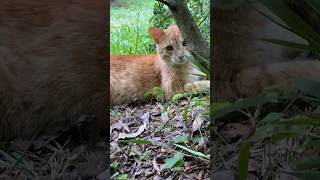 💙Linus and Morris two new feral boys feral cats rescue shortsvideo shortsyoutube adopt [upl. by Camala934]