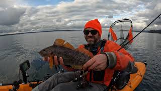 Tracking Down Mystery Perch and PB GreenlingUnderwater Footage [upl. by Greiner]