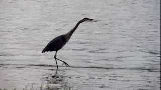 Great Blue Heron calling [upl. by Oakleil]