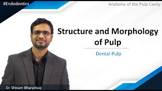 Endodontics  Anatomy of the Pulp Cavity  Dental Pulp  Structure and Morphology of Pulp [upl. by Shirlie]