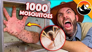 Bitten by 1000 Deadly Mosquitoes [upl. by Clardy]