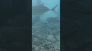 snorkeling Maldives Medhufushi lagoon [upl. by Marrin195]