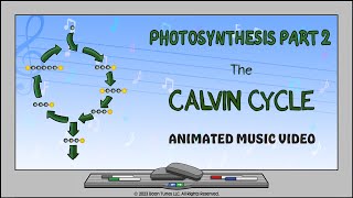 Photosynthesis Part 2 The Calvin Cycle  Animated Music Video [upl. by Etteyafal]