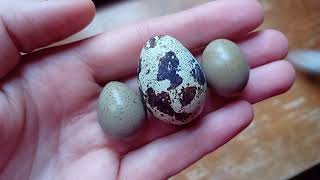 My very first Chinese Painted quail eggs quaileggs quailegg quails [upl. by Photina]