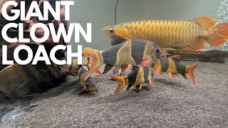 HOW IS THE MONSTER CLOWN LOACH DOING IN THE 10FT AQUARIUM [upl. by Kalin]