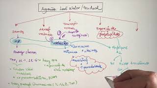 Imunologia Inflamação Aguda [upl. by Compton]