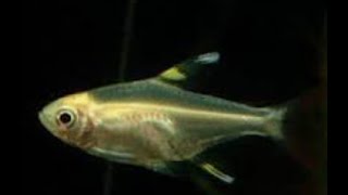 X Ray fish  LEARN TO READ SERIES  Learn about X RAY TETRA FISH with verbal cues [upl. by Eniamrej404]