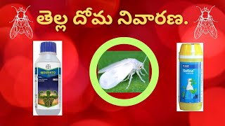 whitefly control whitefly bayer basf insecticides [upl. by Harutak574]