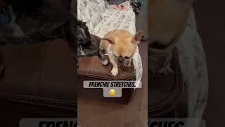 frenchies foryou dogshortsfrenchbulldoglove stretchingfrenchbulldogpets frenchiefypシ゚viral [upl. by Prosper]