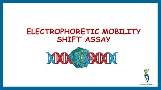 Electrophoretic Mobility Shift Assay Gel mobility Shift Assay Gel Retardation Assay [upl. by Heeley]