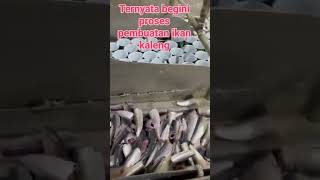 PROSES PEMBUATAN IKAN SARDEN KALENG DIATAS KAPAL [upl. by Nailimixam]