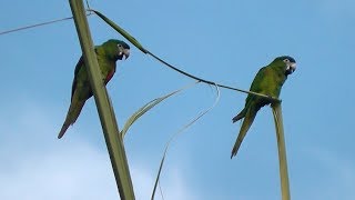 Canto de um casal de maracanãpequena Diopsittaca nobilis [upl. by Shantha]