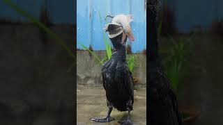 How many seconds does it take for a cormorant to eat a fish [upl. by Yelnoc402]