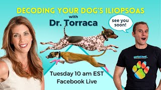 Decoding Your Dogs Iliopsoas with Dr Torraca [upl. by Camilla]