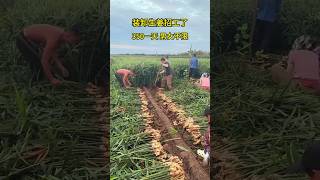 Harvesting ginger china shorts agriculturemodernfarmeryoutbeshortsnoamanreactioncropmanagement [upl. by Yrral]