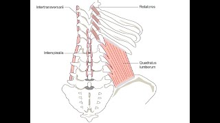 Two Minutes of Anatomy Deep Spinal Muscles [upl. by Varini353]