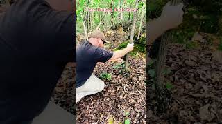 quotJoin me in creating a DIY bucksaw Bushcraft Woodcraft Outdoors [upl. by Alanson]