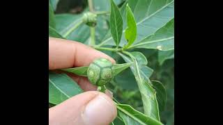 🌱நுணா செடி🌳Morinda Tinctoria [upl. by Nitniuq]