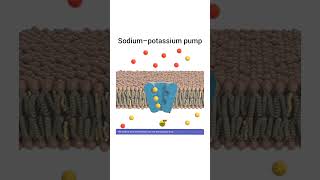 Sodium Potassium Pump [upl. by Eecal]