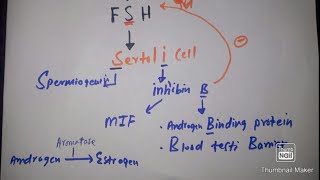 Easily explain LHFSH Sertoli amp Leydig cell in 3 minutes with mcqs [upl. by Ahen713]