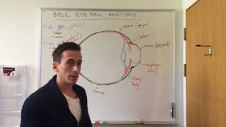 Basic Eye Anatomy and Physiology [upl. by Karoly]