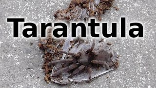 Raising Tarantulas for Profit Filipino Kid Business [upl. by Eolande]