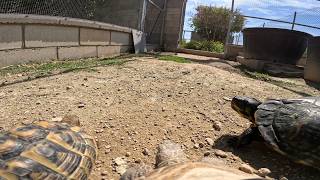 Le pongo una cámara a mi tortuga y esto es lo que graba🎥😨🐢 [upl. by Inattyrb]