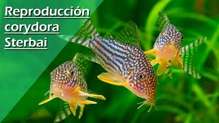 52🧹 REPRODUCCION  CRIAR Corydora STERBAI Acuario sacar puesta ADELANTE  TUTORIAL  GUIA [upl. by Asik]