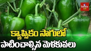 Capsicum Cultivation Guide For Beginners  Capsicum Farming  hmtv Agri [upl. by Razec]