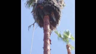 San Diego Palm Tree Maintenance [upl. by Schreib]