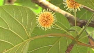 Haldu  Haldina cordifolia flowers  Maredumilli  Andhra Pradesh  India [upl. by Airda]