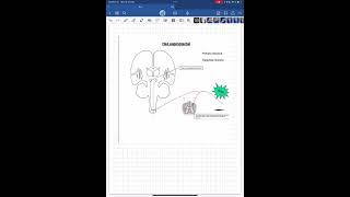 Vías medulares ascendentes complementarios espinotectal espinocerebelosos espinoolivar [upl. by Ivanah]