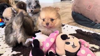 Rainbow of colored Pomeranian puppies at candicoloredpomscom [upl. by Heimlich]