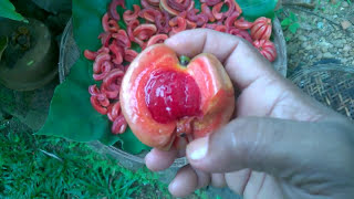 Sri Lanka Spice Gorakaගොරකා  Garcinia gummigutta [upl. by Laris]