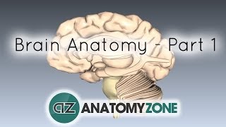 Basic Parts of the Brain  Part 1  3D Anatomy Tutorial [upl. by Aglo4]