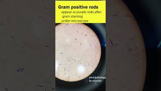 Gram Positive Rods bacteria youtubeshortsshortsgrampositivebacteriamicroscope [upl. by Walton510]