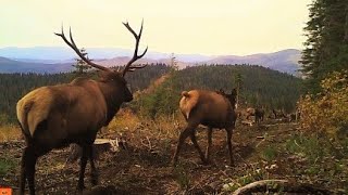 Elk in Rut Mating closeup at 1m25s Bugling and Breeding  Public Land [upl. by Naghem]