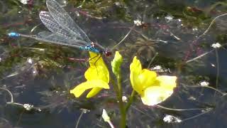 Utricularia minor lesser bladderwort is a small perennial carnivorous plant genus Utricularia [upl. by Ennoira]