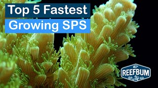 Top 5 Fastest Growing SPS Corals [upl. by Annovaj]