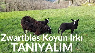 Zwartbles Koyunu [upl. by Ciredor]