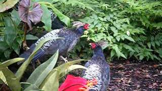 Himalayan Kalij Pheasants [upl. by Limbert]