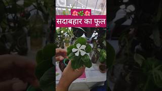 SadabaharVinca Plant Kaise Lagaye terracegarden sadabahar viralvideo shorts [upl. by Anitsrihc610]