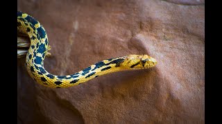 Gopher Snakes [upl. by Candida]