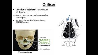 Les fosses nasales et les sinus paranasaux [upl. by Aerda]