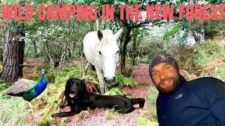 South Coast Hike 🇬🇧 Lymington  Hythe and Southampton  Wild Camping in The New Forest 🌳 [upl. by Leciram]