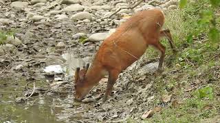 beautiful muntjac barking deer drinking the waterwildanimals wildlife jimcorbett uttarakhand [upl. by Assetnoc]