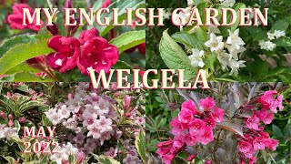 Weigela Tour  My English Garden  May 2022 [upl. by Sansbury]