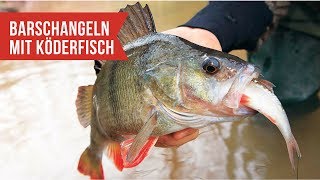 Barschangeln mit Köderfisch  Den Großfischen auf der Spur [upl. by Tseng]