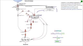 Les voies de lapoptose [upl. by Ilona581]