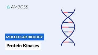 Protein Kinases Cell Signaling and Phosphorylation [upl. by Arema]